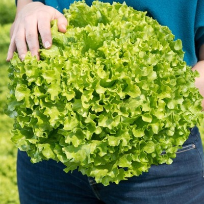 KERILIS